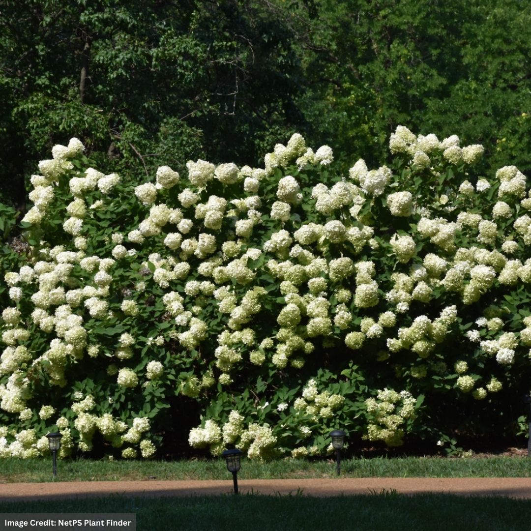 Hydrangea Paniculata – Limelight – #5 Container